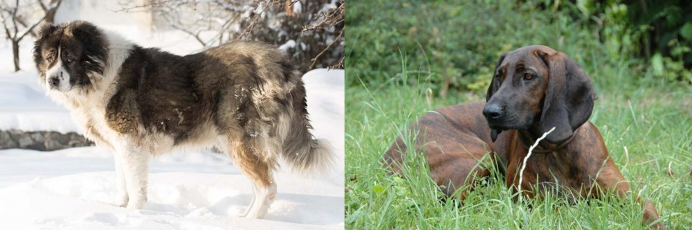 Hanover Hound vs Caucasian Shepherd - Breed Comparison