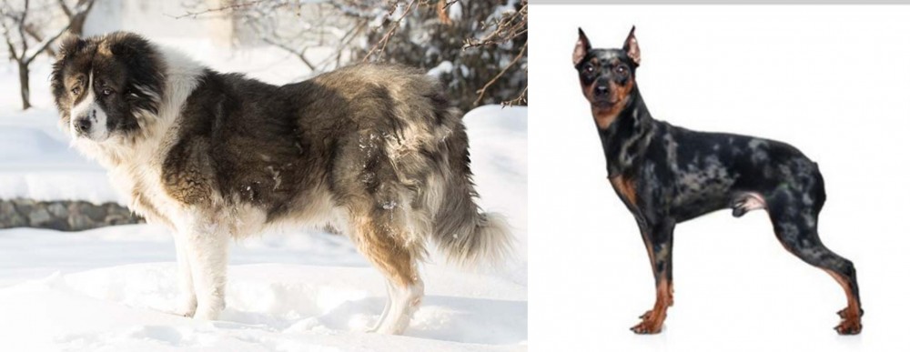 Harlequin Pinscher vs Caucasian Shepherd - Breed Comparison