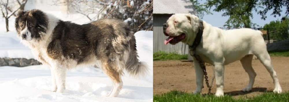 Hermes Bulldogge vs Caucasian Shepherd - Breed Comparison