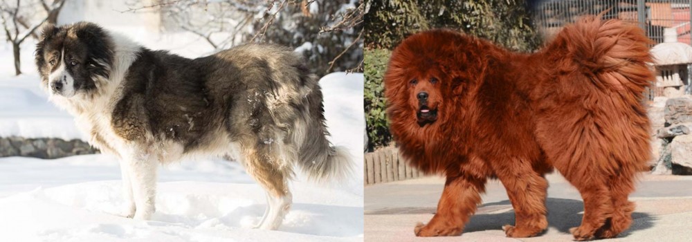 Himalayan Mastiff vs Caucasian Shepherd - Breed Comparison