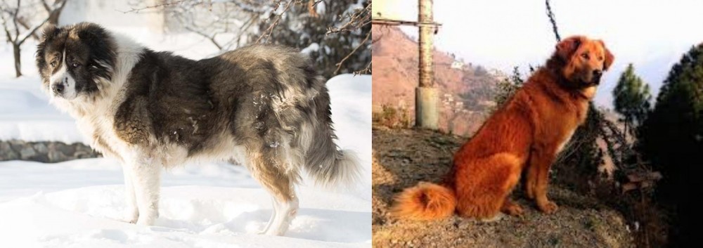 Himalayan Sheepdog vs Caucasian Shepherd - Breed Comparison