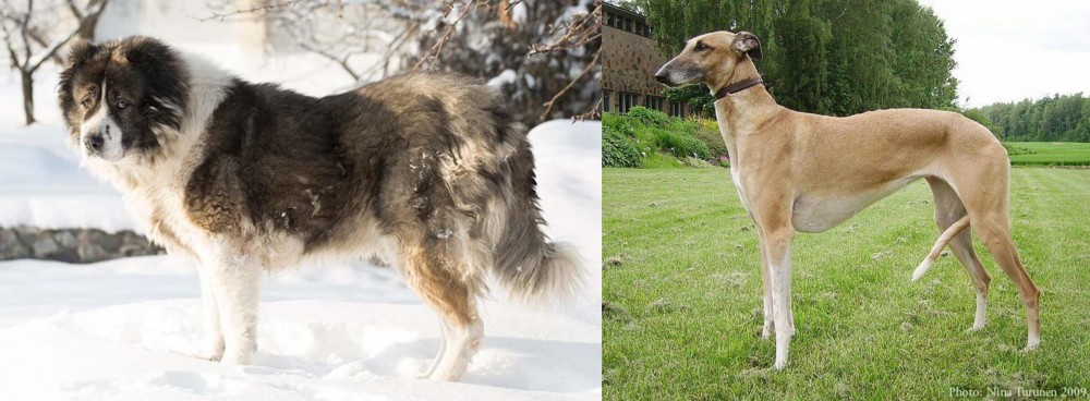 Hortaya Borzaya vs Caucasian Shepherd - Breed Comparison