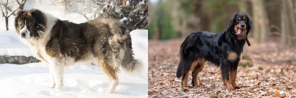 Hovawart vs Caucasian Shepherd - Breed Comparison