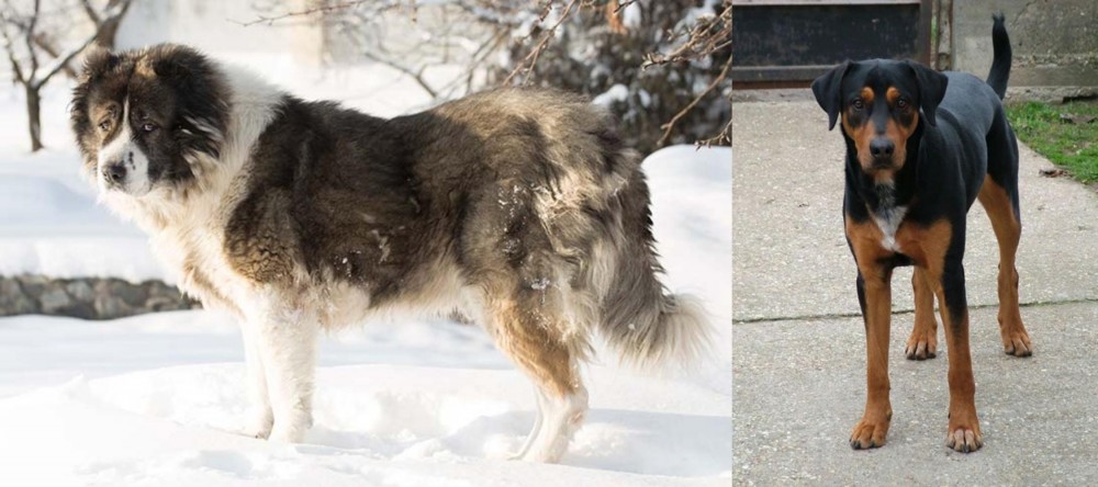 Hungarian Hound vs Caucasian Shepherd - Breed Comparison