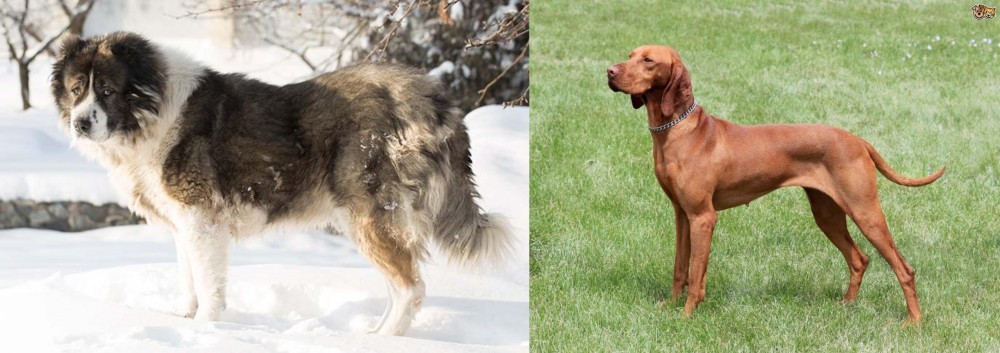 Hungarian Vizsla vs Caucasian Shepherd - Breed Comparison