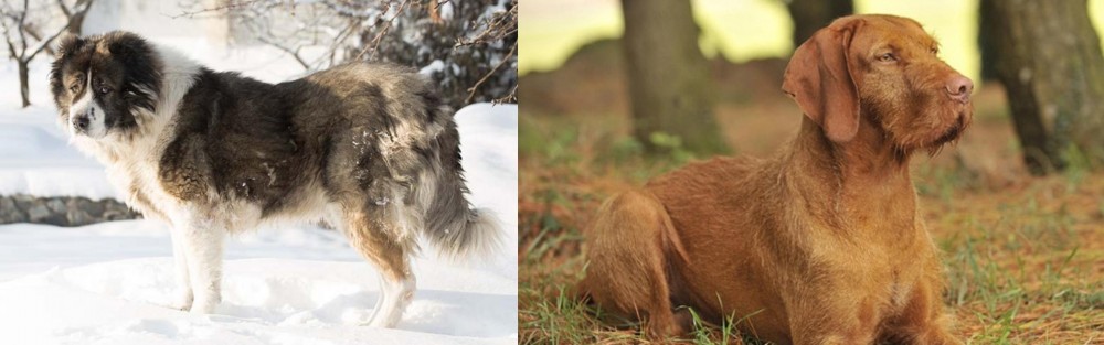 Hungarian Wirehaired Vizsla vs Caucasian Shepherd - Breed Comparison