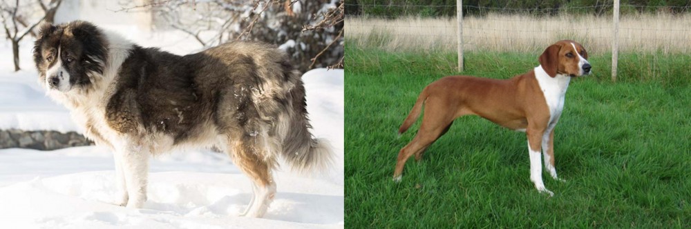 Hygenhund vs Caucasian Shepherd - Breed Comparison