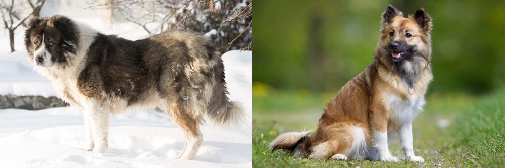 Icelandic Sheepdog vs Caucasian Shepherd - Breed Comparison