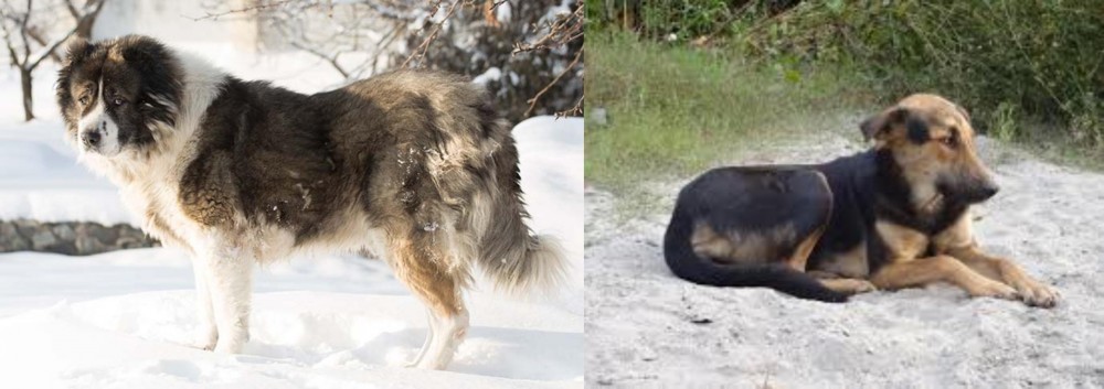 Indian Pariah Dog vs Caucasian Shepherd - Breed Comparison