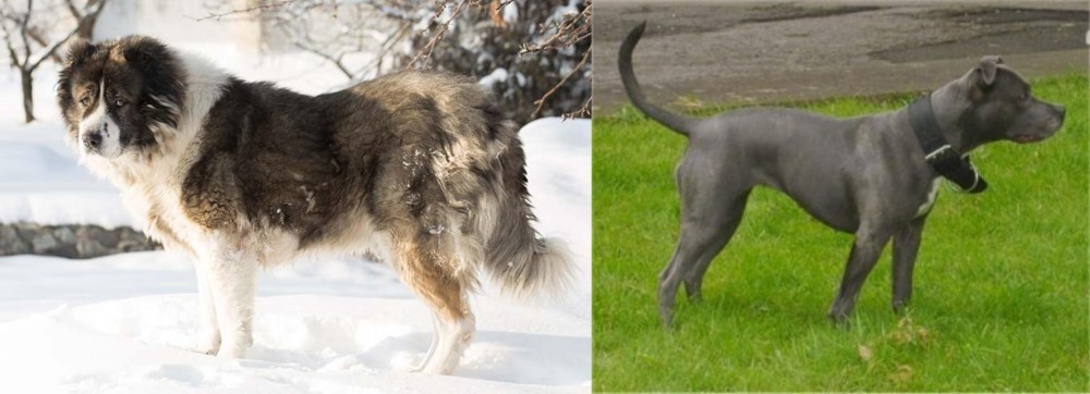 Irish Bull Terrier vs Caucasian Shepherd - Breed Comparison