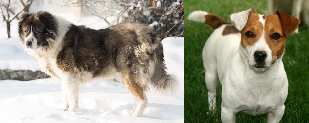 Irish Jack Russell vs Caucasian Shepherd - Breed Comparison