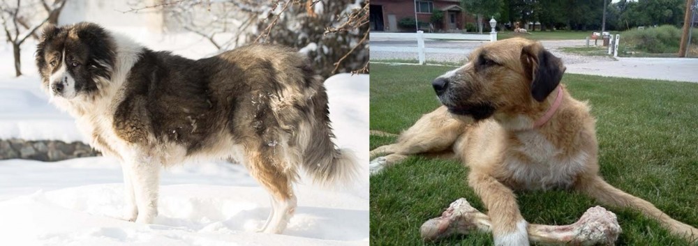 Irish Mastiff Hound vs Caucasian Shepherd - Breed Comparison