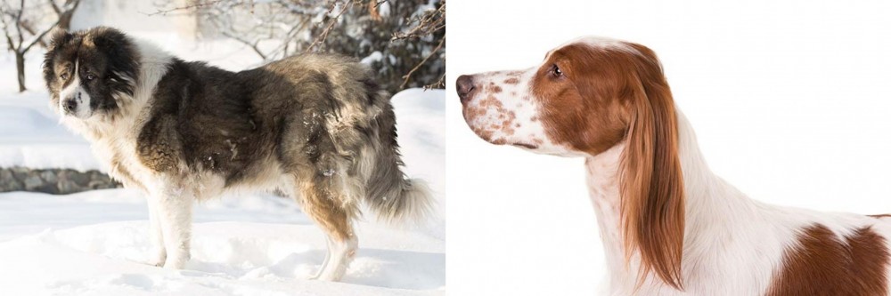 Irish Red and White Setter vs Caucasian Shepherd - Breed Comparison