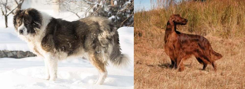Irish Setter vs Caucasian Shepherd - Breed Comparison