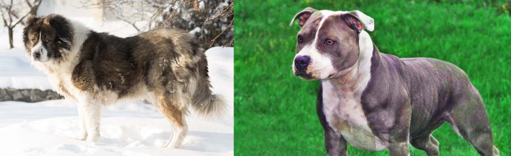 Irish Staffordshire Bull Terrier vs Caucasian Shepherd - Breed Comparison