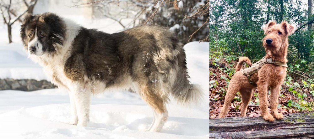 Irish Terrier vs Caucasian Shepherd - Breed Comparison