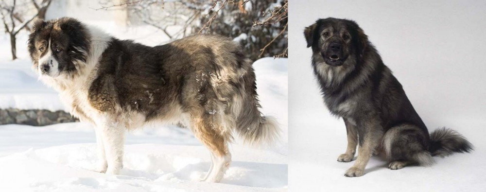 Istrian Sheepdog vs Caucasian Shepherd - Breed Comparison