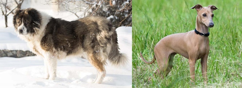 Italian Greyhound vs Caucasian Shepherd - Breed Comparison