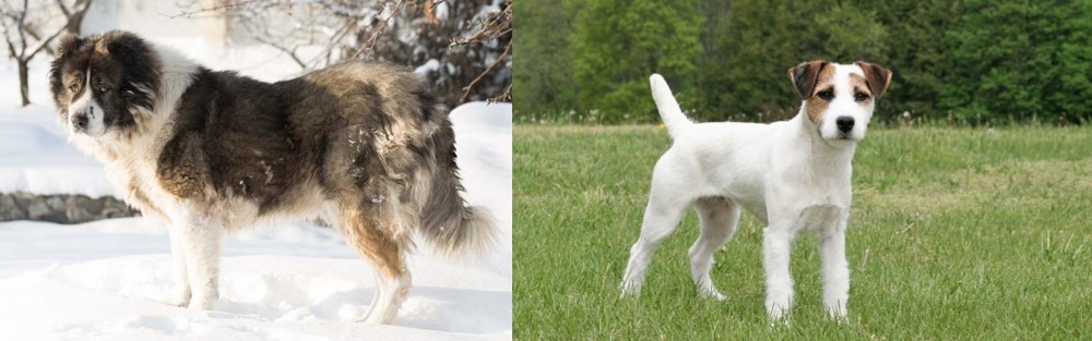 Jack Russell Terrier vs Caucasian Shepherd - Breed Comparison