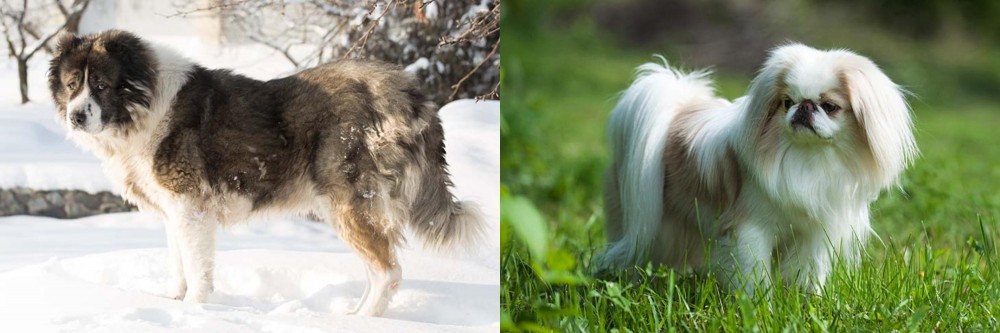 Japanese Chin vs Caucasian Shepherd - Breed Comparison