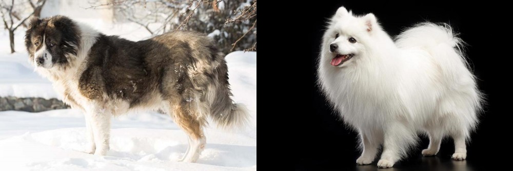 Japanese Spitz vs Caucasian Shepherd - Breed Comparison