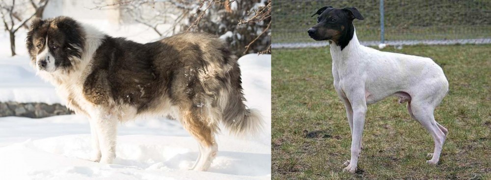 Japanese Terrier vs Caucasian Shepherd - Breed Comparison