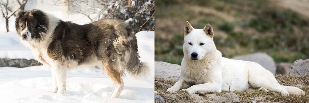 Jindo vs Caucasian Shepherd - Breed Comparison