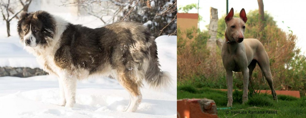 Jonangi vs Caucasian Shepherd - Breed Comparison