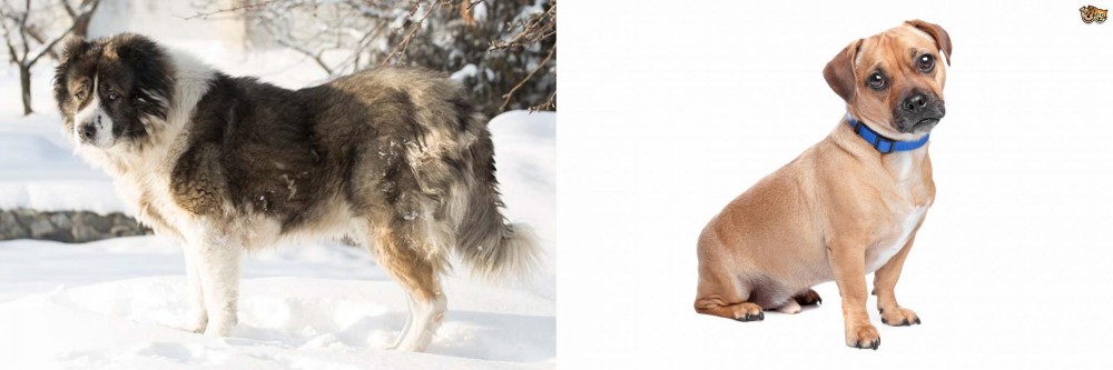 Jug vs Caucasian Shepherd - Breed Comparison