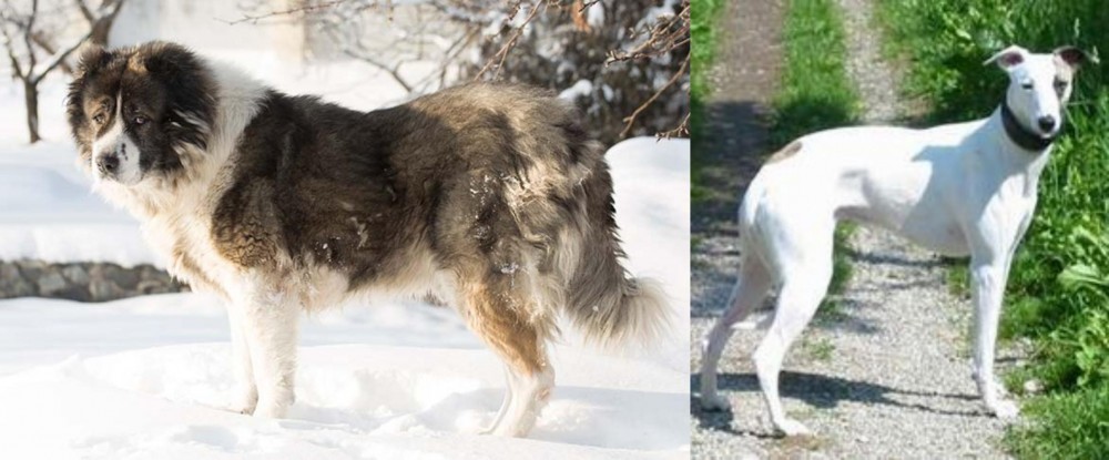 Kaikadi vs Caucasian Shepherd - Breed Comparison