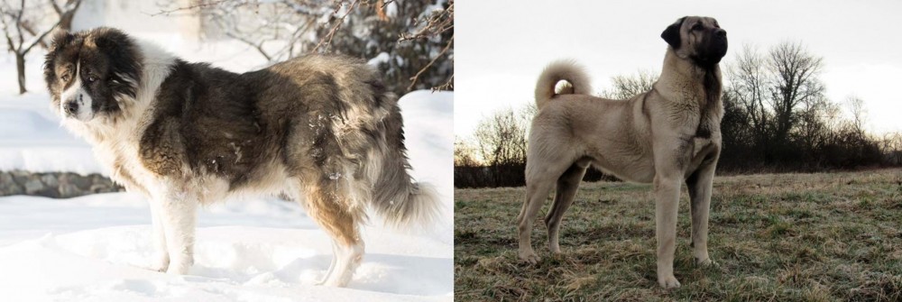 Kangal Dog vs Caucasian Shepherd - Breed Comparison