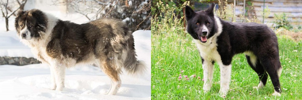 Karelian Bear Dog vs Caucasian Shepherd - Breed Comparison