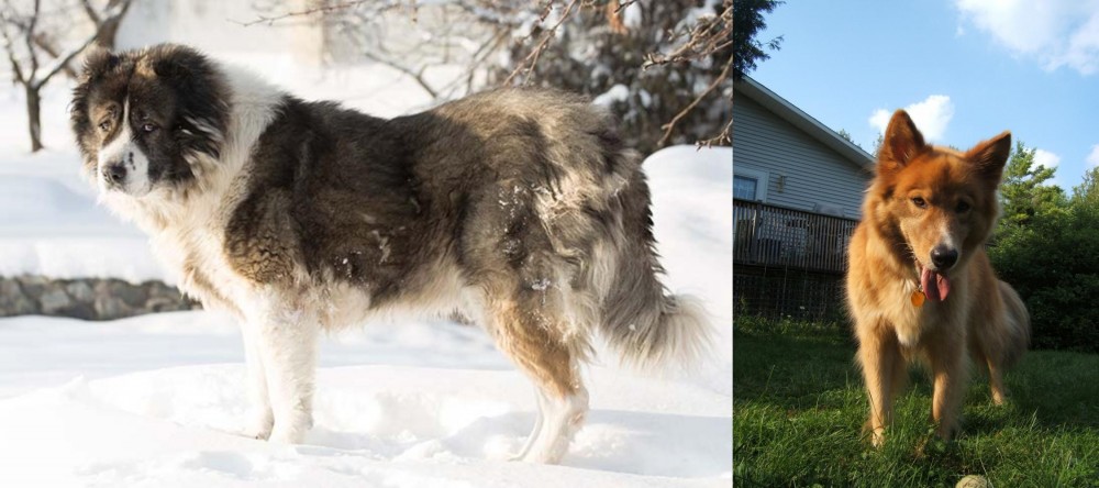 Karelo-Finnish Laika vs Caucasian Shepherd - Breed Comparison