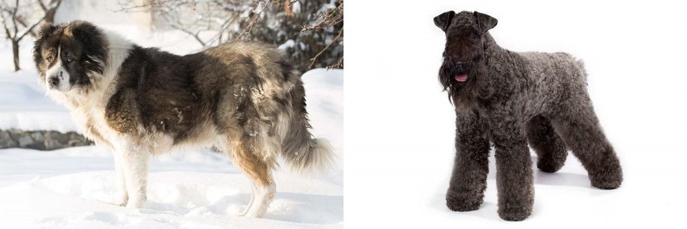Kerry Blue Terrier vs Caucasian Shepherd - Breed Comparison