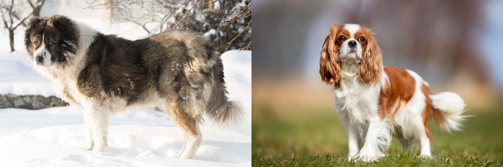 King Charles Spaniel vs Caucasian Shepherd - Breed Comparison