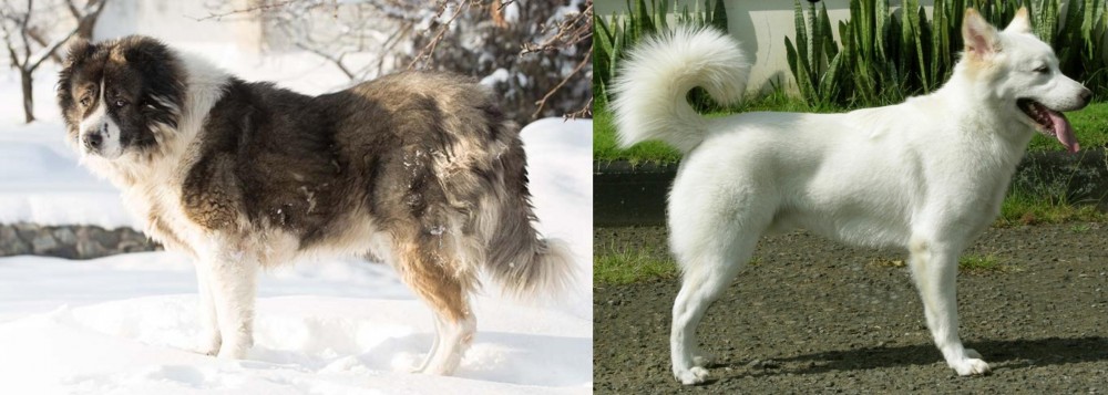 Kintamani vs Caucasian Shepherd - Breed Comparison