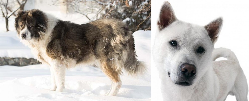 Kishu vs Caucasian Shepherd - Breed Comparison