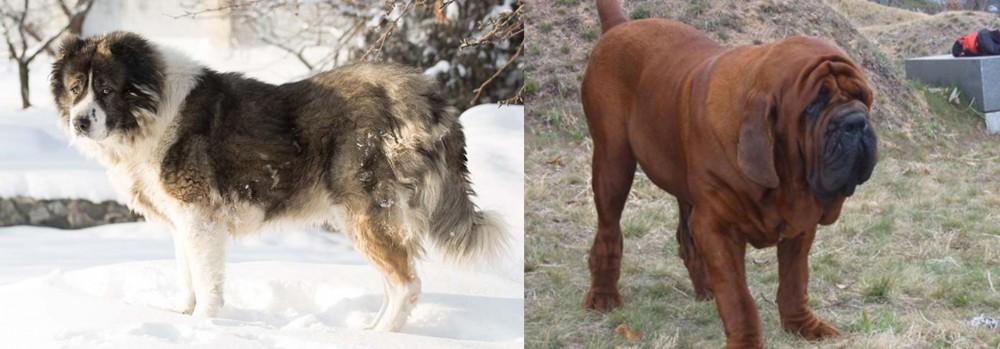 Korean Mastiff vs Caucasian Shepherd - Breed Comparison