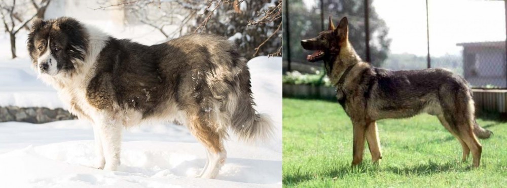 Kunming Dog vs Caucasian Shepherd - Breed Comparison