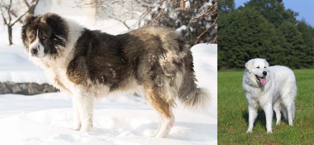 Kuvasz vs Caucasian Shepherd - Breed Comparison