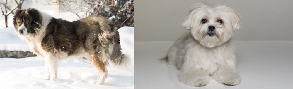 Kyi-Leo vs Caucasian Shepherd - Breed Comparison