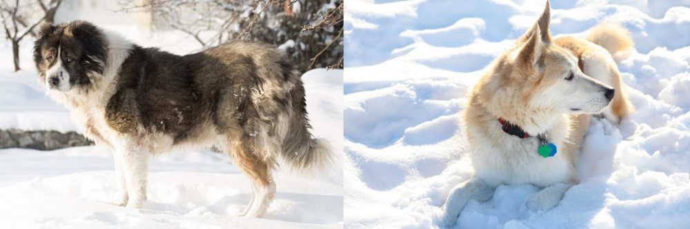Labrador Husky vs Caucasian Shepherd - Breed Comparison