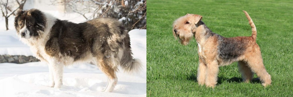Lakeland Terrier vs Caucasian Shepherd - Breed Comparison