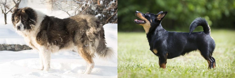 Lancashire Heeler vs Caucasian Shepherd - Breed Comparison