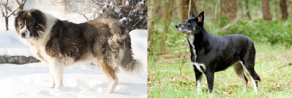 Lapponian Herder vs Caucasian Shepherd - Breed Comparison
