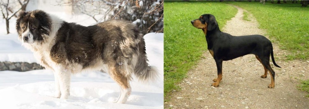 Latvian Hound vs Caucasian Shepherd - Breed Comparison