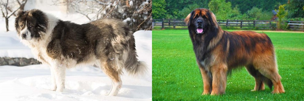 Leonberger vs Caucasian Shepherd - Breed Comparison