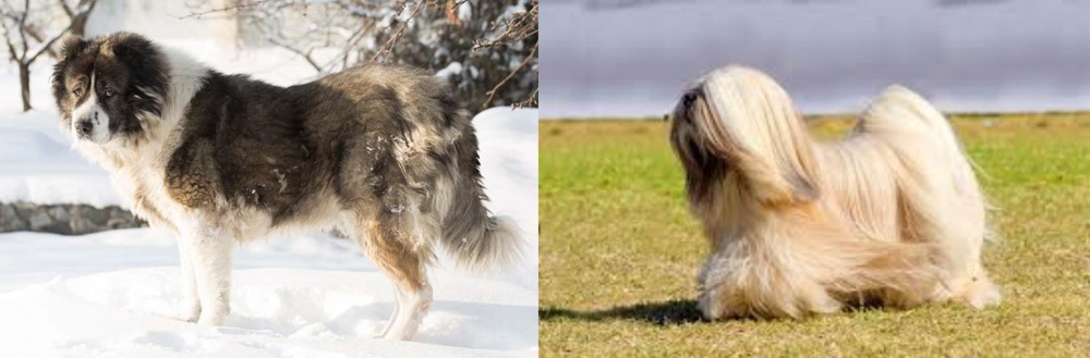 Lhasa Apso vs Caucasian Shepherd - Breed Comparison