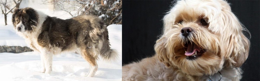 Lhasapoo vs Caucasian Shepherd - Breed Comparison