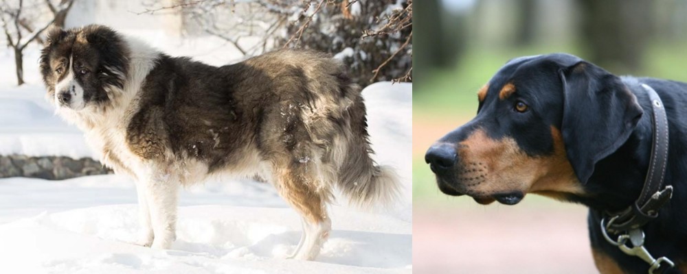 Lithuanian Hound vs Caucasian Shepherd - Breed Comparison